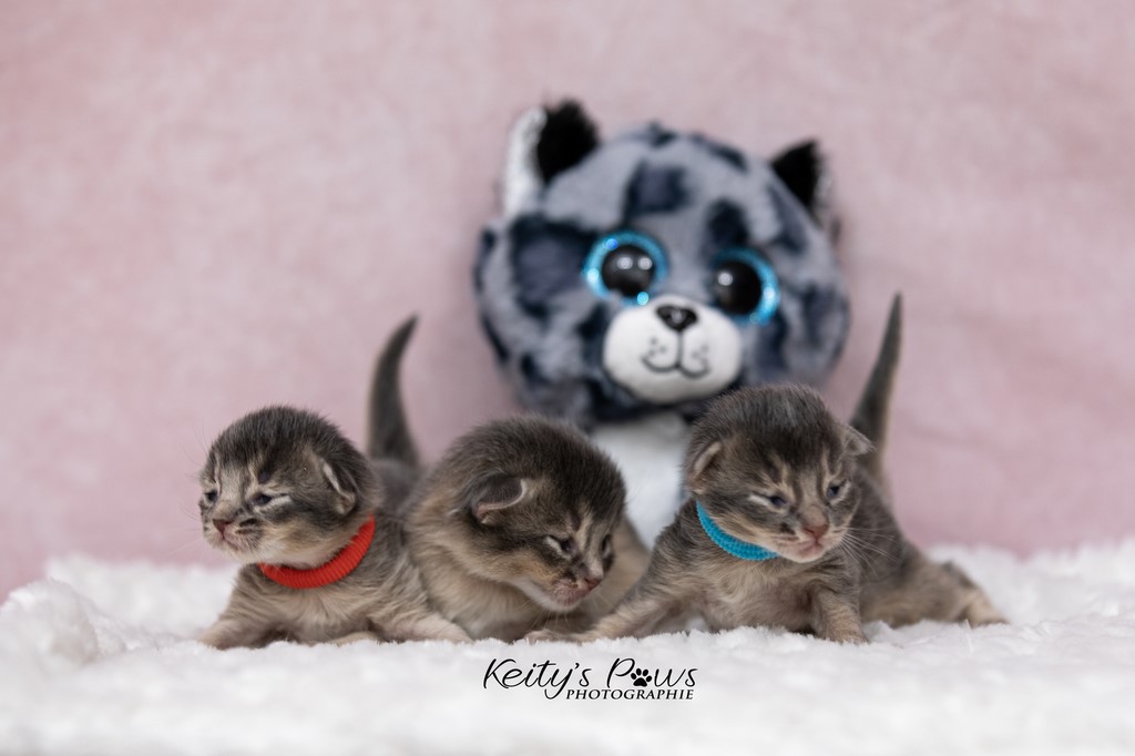 1 Semaine des Underwater  Sori, Ubi, Sirius