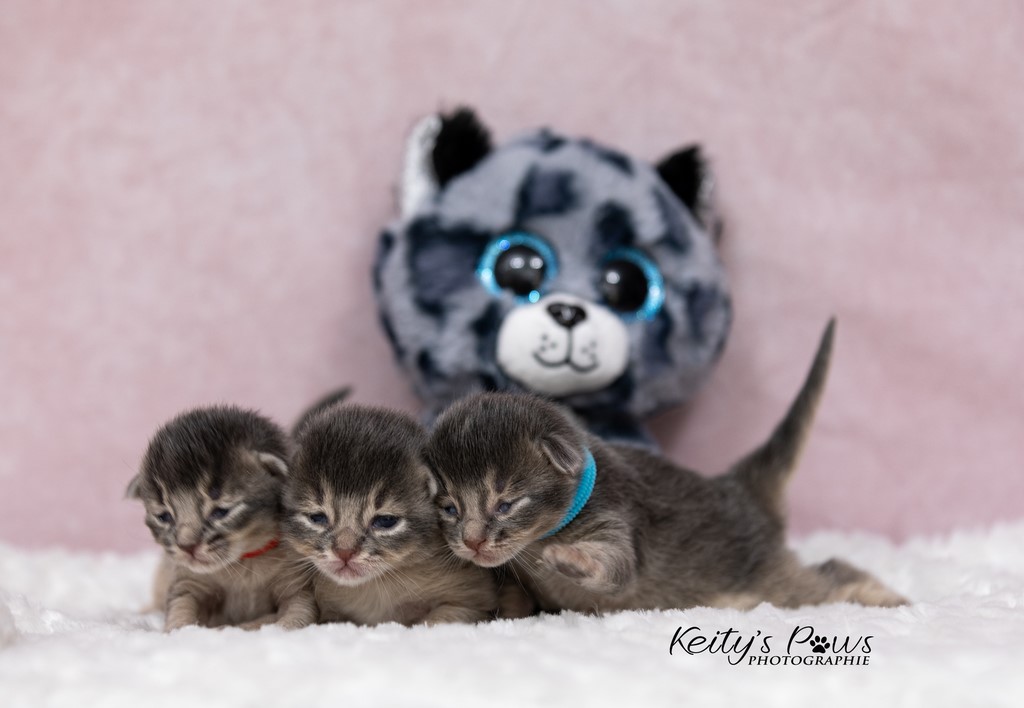 1 Semaine des Underwater  Sori, Ubi, Sirius