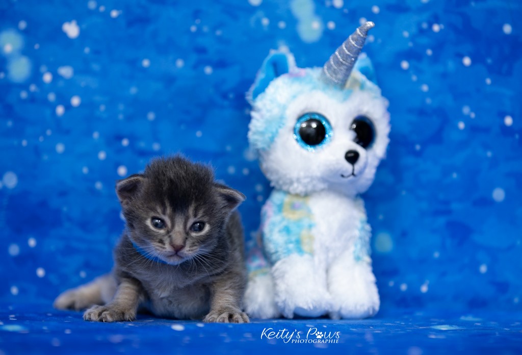 2 semaines Underwater Sirius