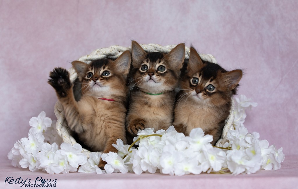 Alya Altaïr Ankãa 1 Mois