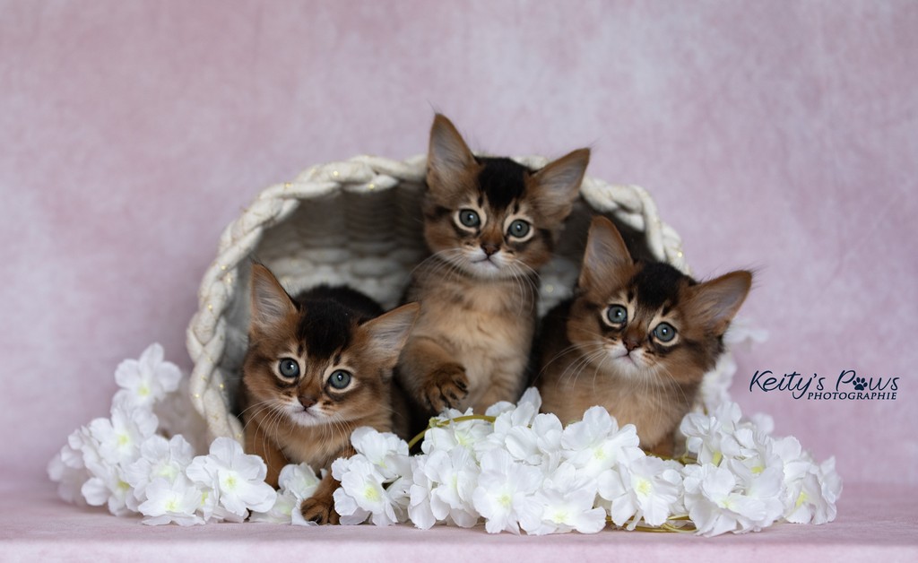 Alya Altaïr Ankãa 1 Mois