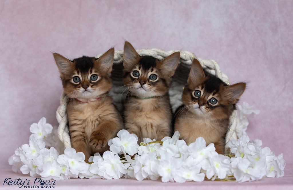 Alya Altaïr Ankãa 1 Mois