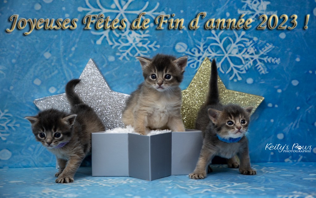 Underwater : Ubi Soru Sirius 3 Semaines