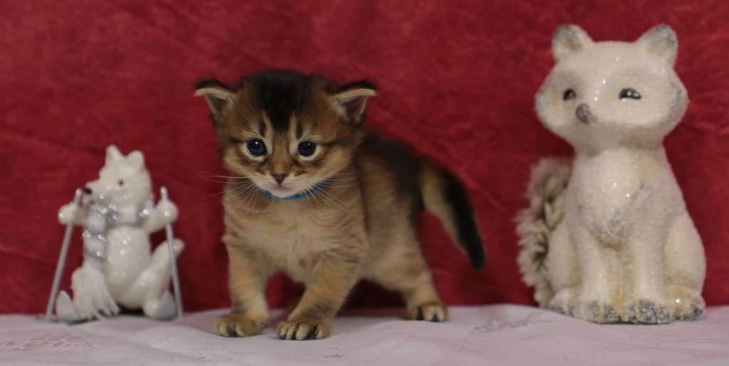 Freyja somali lièvre
