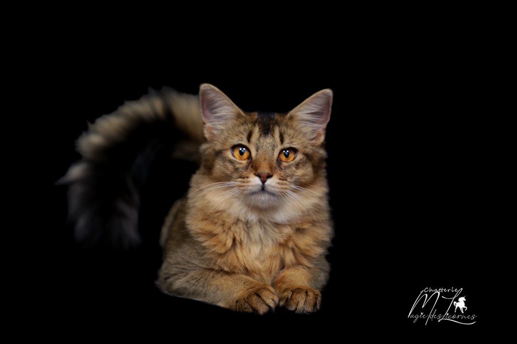 Freyja somali lièvre