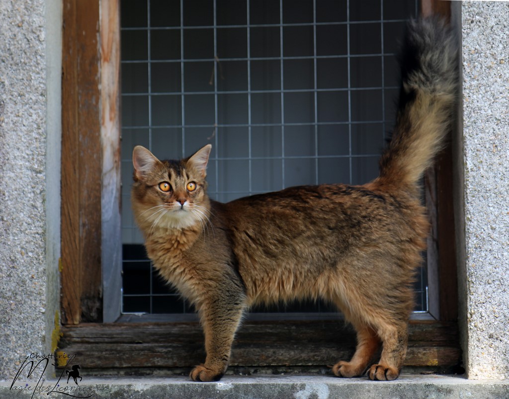 Freyja somali lièvre