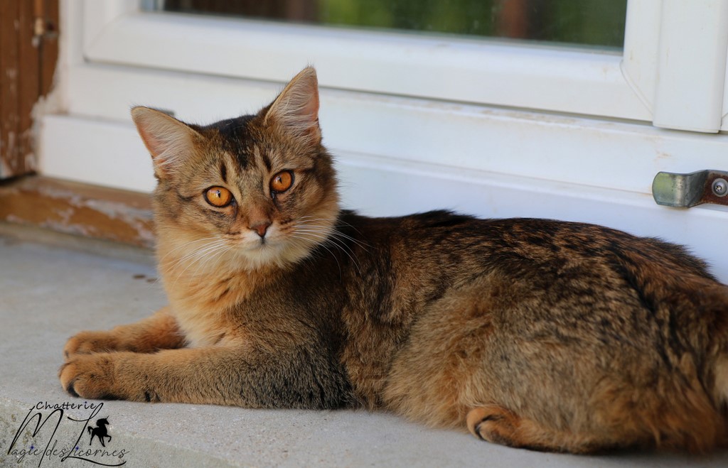 Freyja somali lièvre