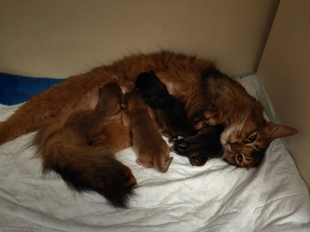 Uraeus-Udon & Una-Lana & Umbro- 4 Jours