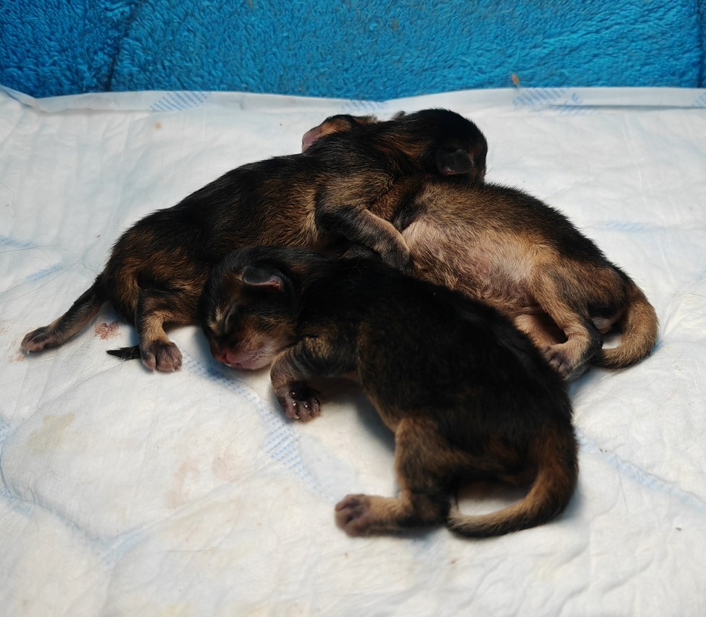 Naissance des Whispers Star Wind Wing