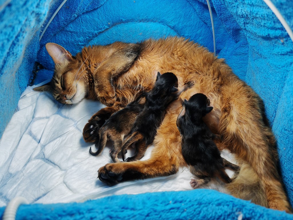 Naissance des Whispers Star Wind Wing