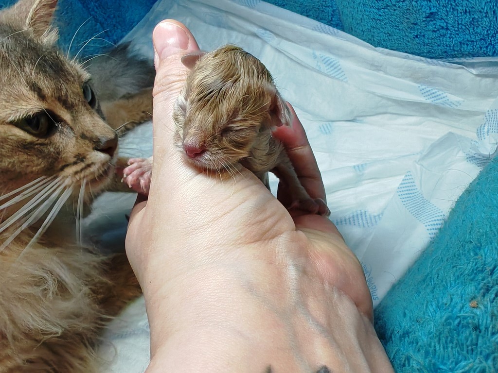 Naissance Zariya-Sitara