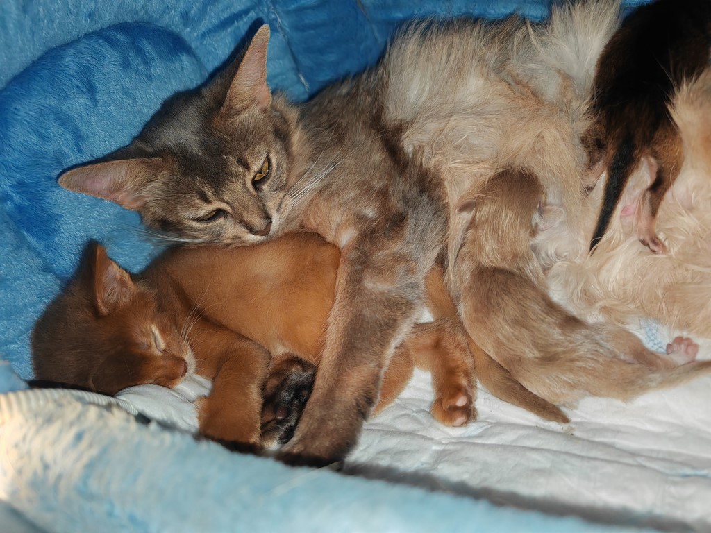 Zariya-Sitara & Zéphyr Voltaire 2 Jours