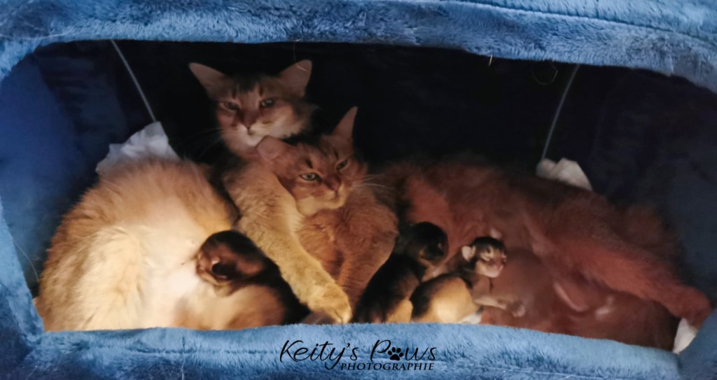  chatons Polaris & Zariya 1 jour