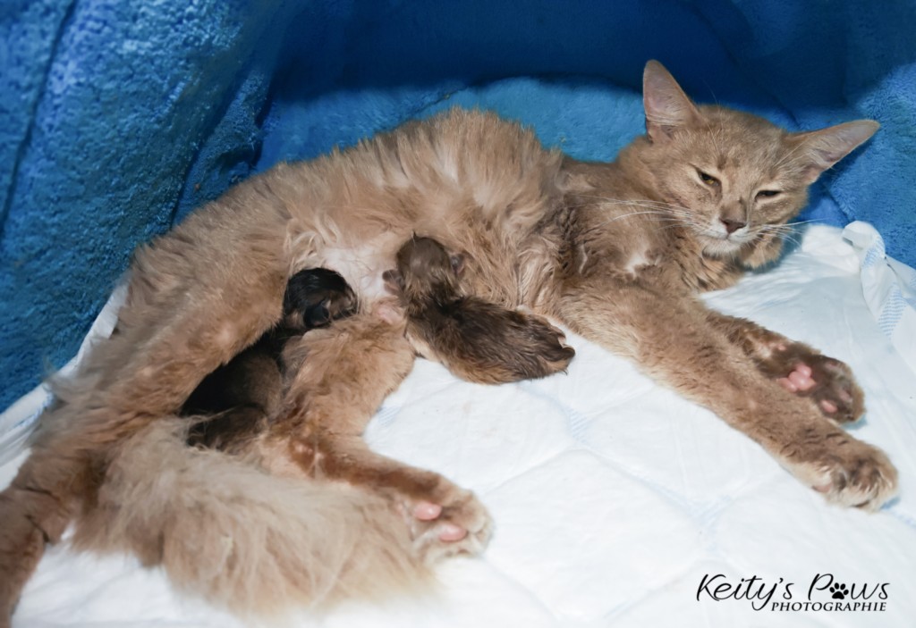 Naissance des 2  ...... :  A......  & A.......