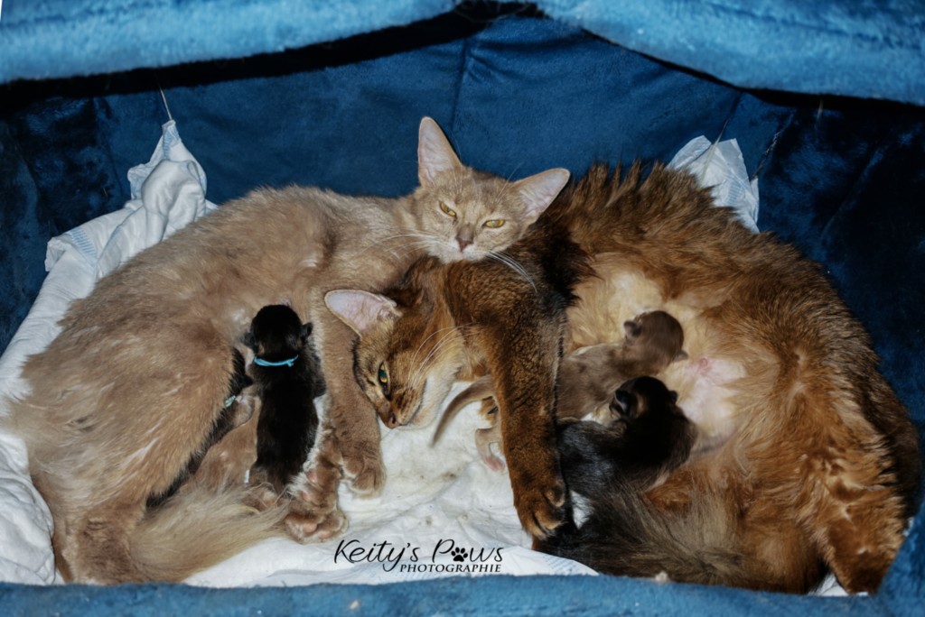  chatons Polaris & Zariya 1 jour