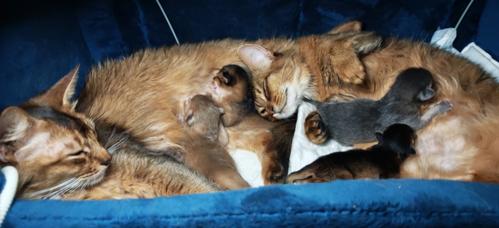   BeWitched Faë  1 Jour