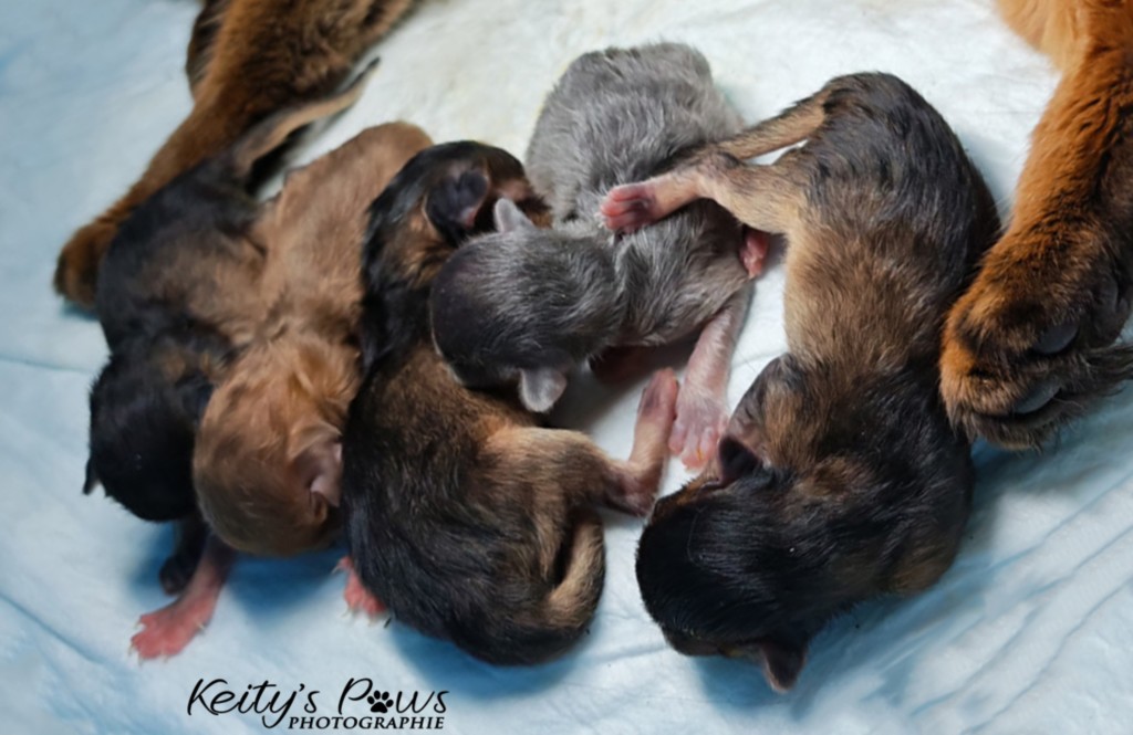  Bloom Brasero Bifröst Baa'l Blade 1 Jour