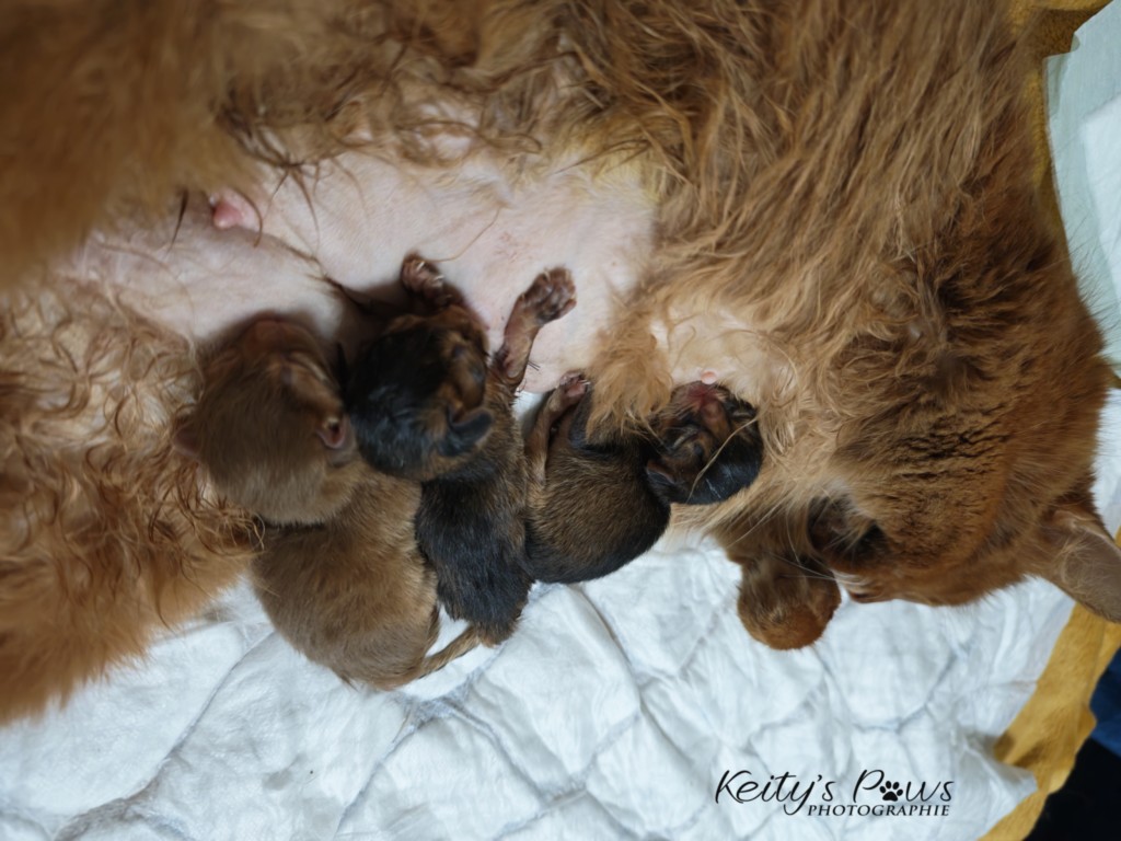 Naissance Babayaga Bindie Baya