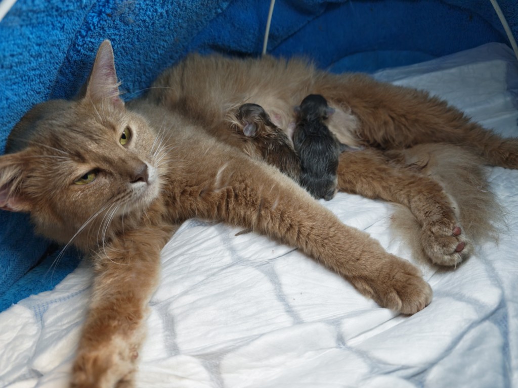 Naissance