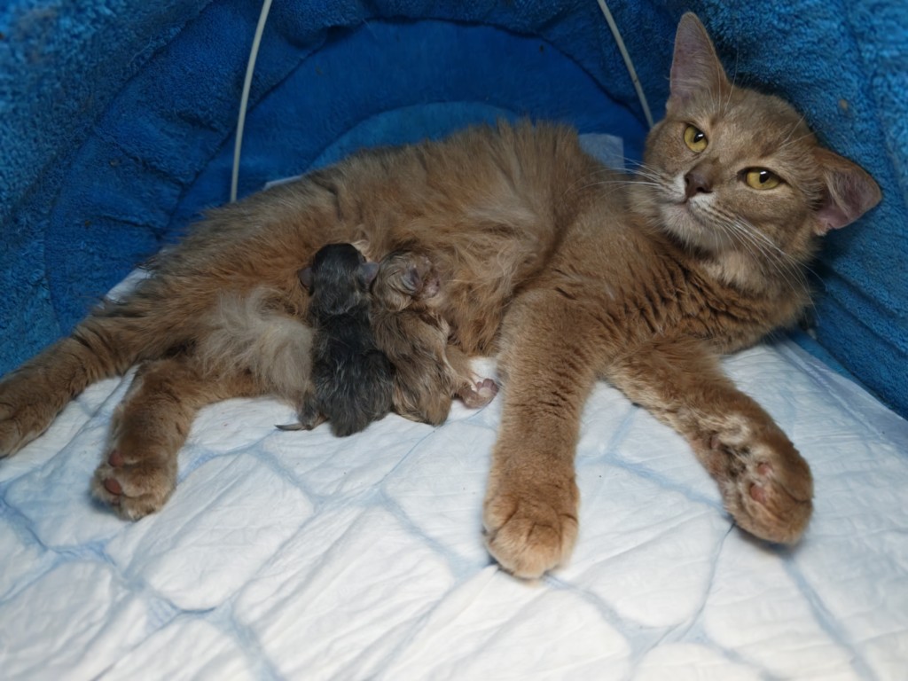 Naissance