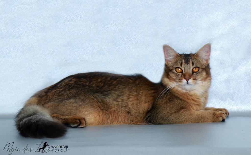 Freyja somali lièvre