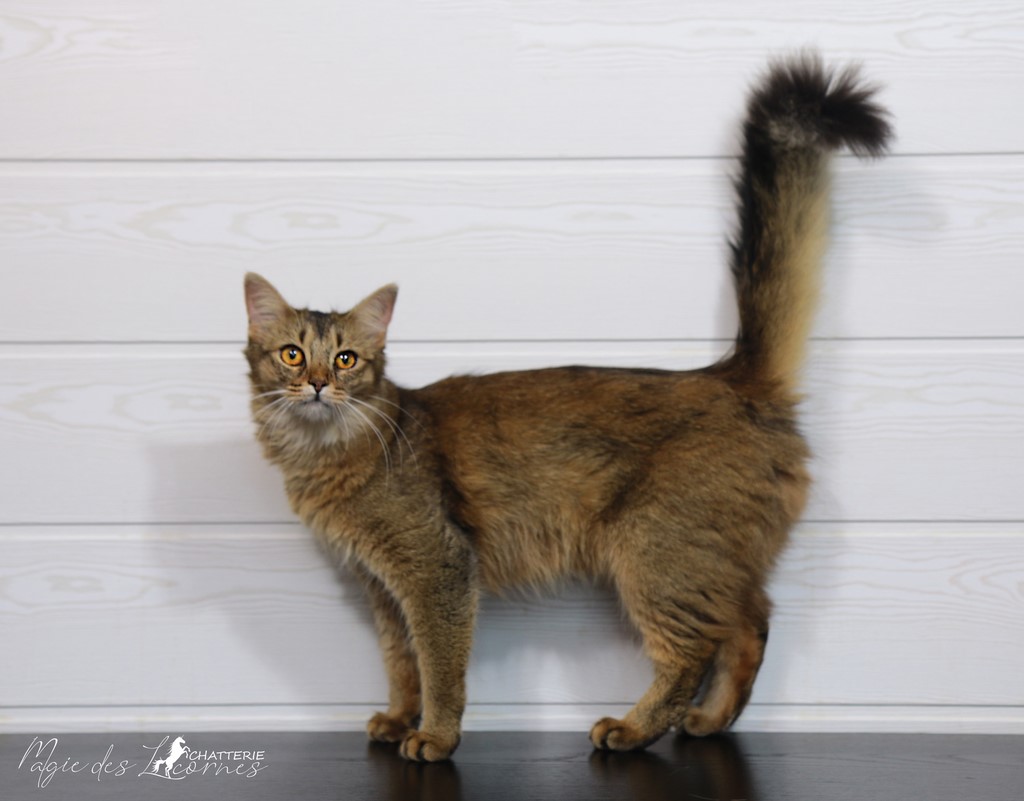 Freyja somali lièvre