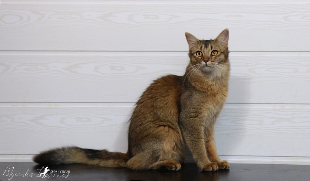 Freyja somali lièvre