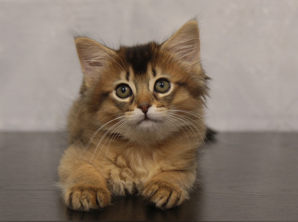 Freyja somali lièvre