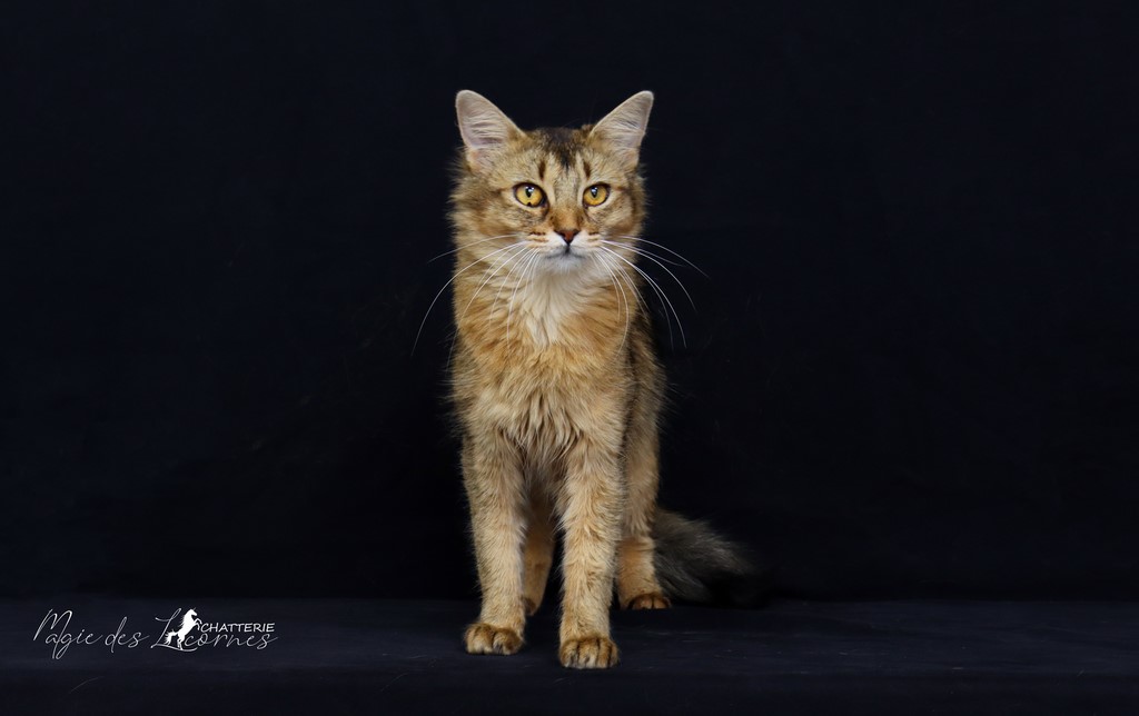 Freyja somali lièvre