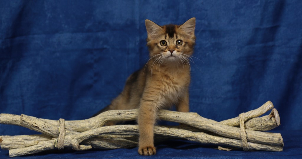 Freyja somali lièvre