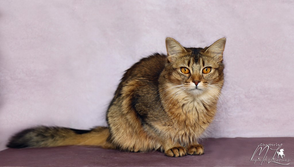 Freyja somali lièvre