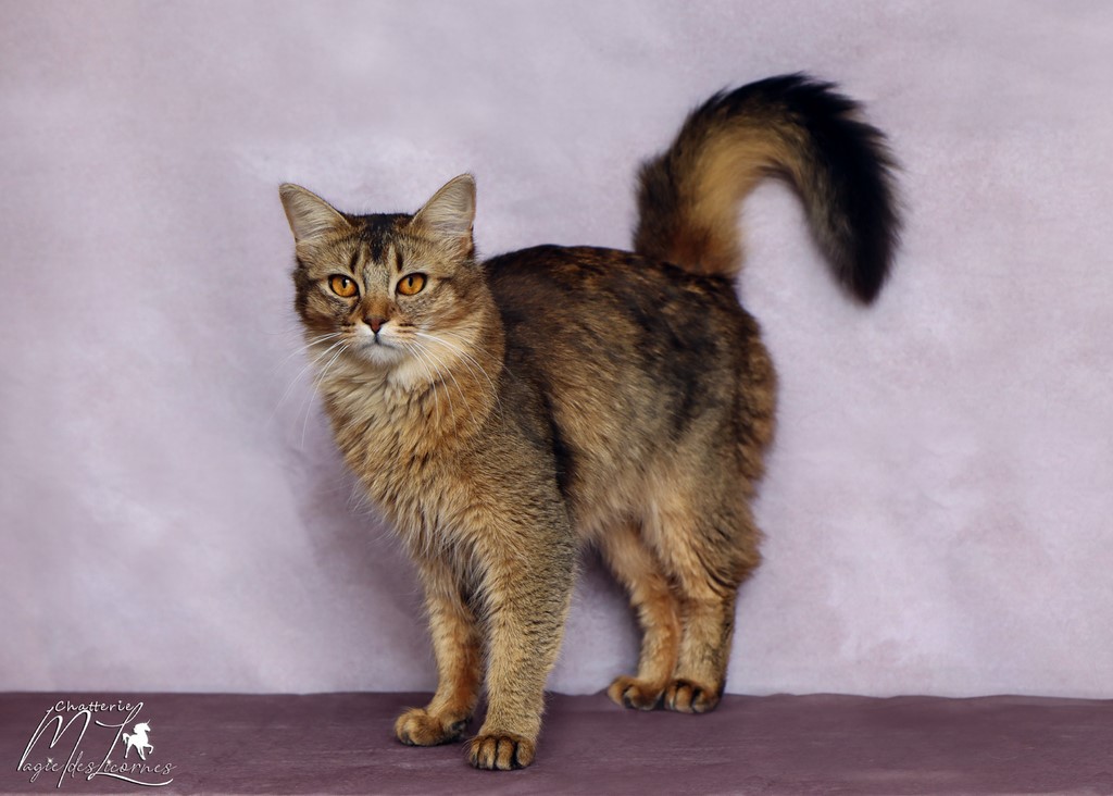 Freyja somali lièvre
