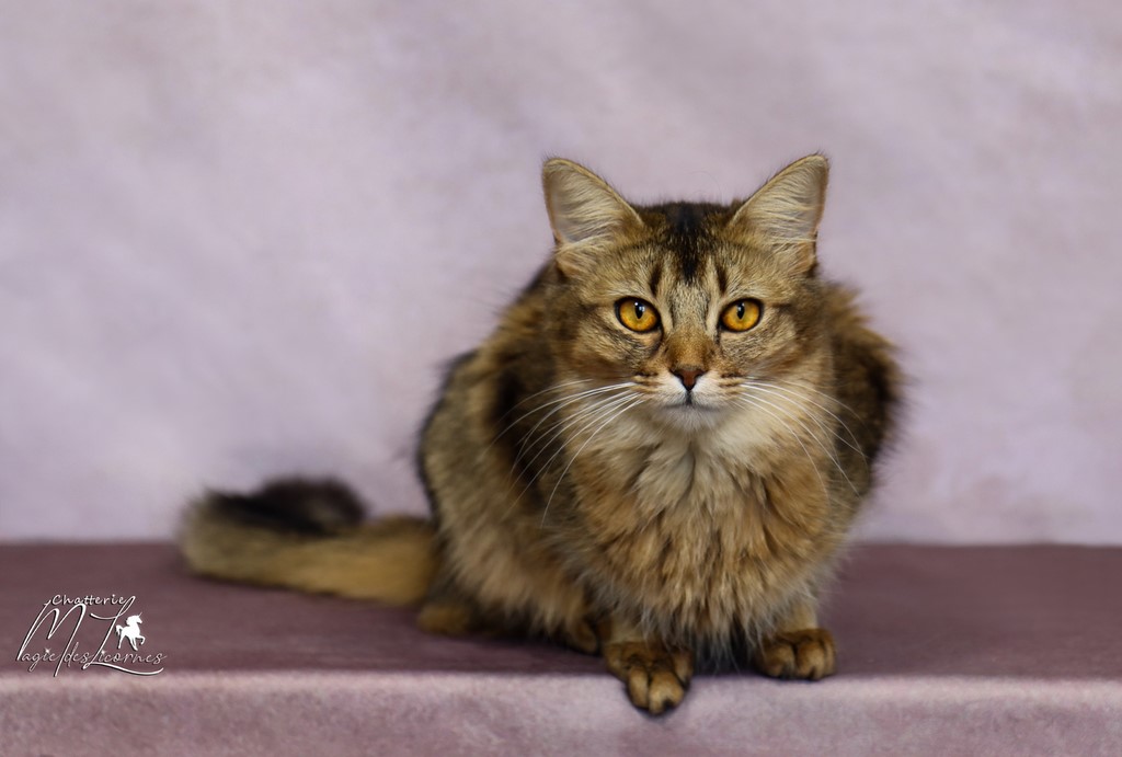 Freyja somali lièvre