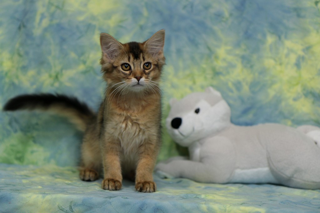 Freyja somali lièvre