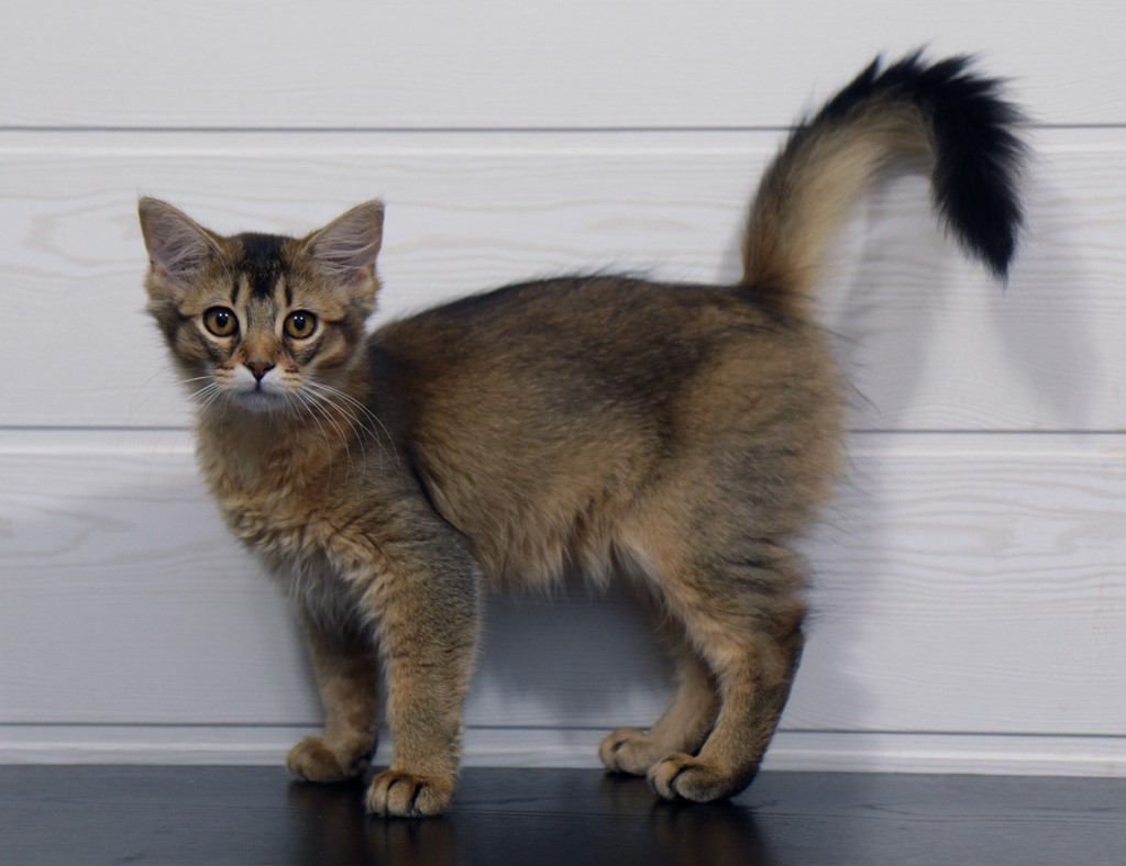 Freyja somali lièvre