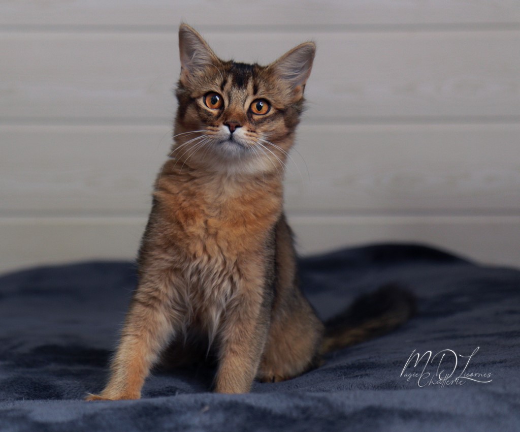 Freyja somali lièvre
