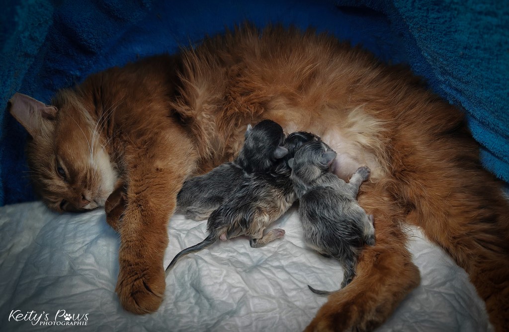 Naisssance des Underwater Sirus, Ubi, Sori