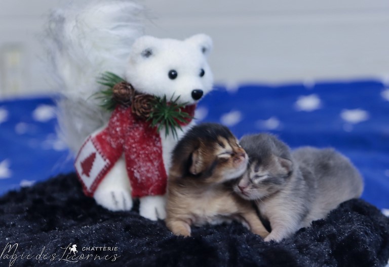 somali chaton lièvre