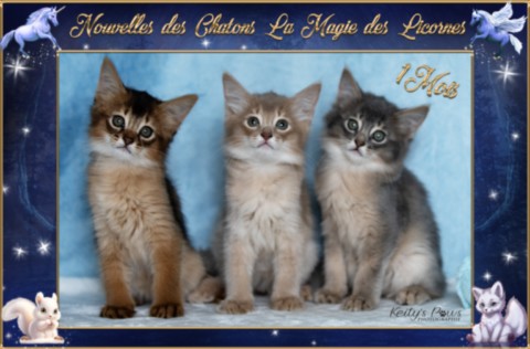 BlueMoon (bleu)-BlazeSpirit-Bowie (Lièvre) & BorealBright (Fawn) 2 Semaines