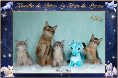 BlueMoon (bleu)-BlazeSpirit-Bowie (Lièvre) & BorealBright (Fawn) 2 Semaines