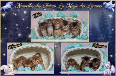 BlueMoon (bleu)-BlazeSpirit-Bowie (Lièvre) & BorealBright (Fawn) 2 Semaines