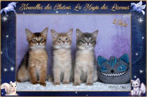 BlueMoon (bleu)-BlazeSpirit-Bowie (Lièvre) & BorealBright (Fawn) 2 Semaines
