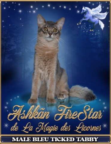 Ashkãn FireStar de La Magie des Licornes