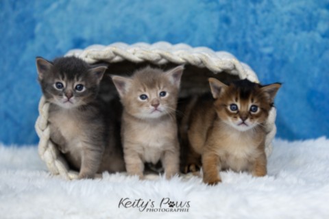 BlueMoon (bleu)-BlazeSpirit-Bowie (Lièvre) & BorealBright (Fawn) 2 Semaines