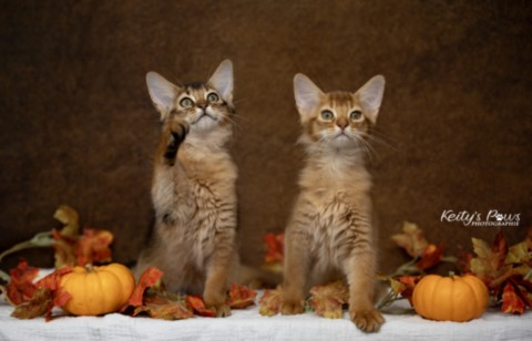 Adāhya-Allumette & Aïdan-Aïko 2 Mois