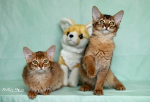 Adāhya-Allumette & Aïdan-Aïko 2 Mois