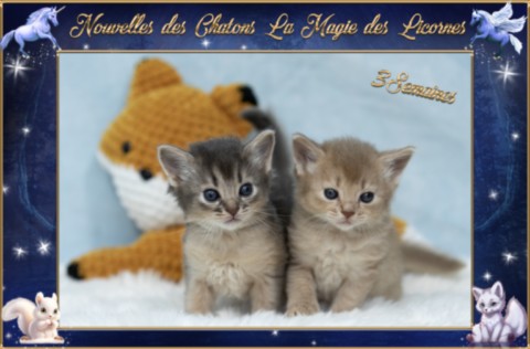 BlueMoon (bleu)-BlazeSpirit-Bowie (Lièvre) & BorealBright (Fawn) 2 Semaines