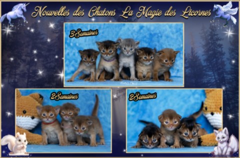 BlueMoon (bleu)-BlazeSpirit-Bowie (Lièvre) & BorealBright (Fawn) 2 Semaines