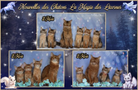 BlueMoon (bleu)-BlazeSpirit-Bowie (Lièvre) & BorealBright (Fawn) 2 Semaines