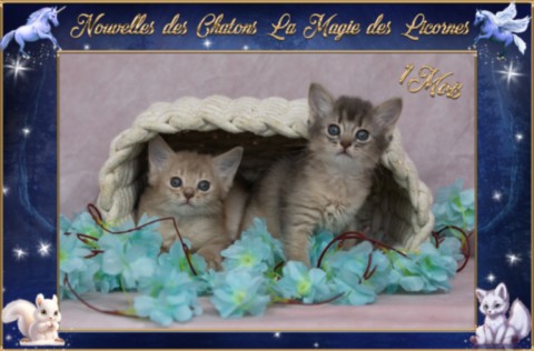 BlueMoon (bleu)-BlazeSpirit-Bowie (Lièvre) & BorealBright (Fawn) 2 Semaines